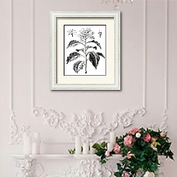 «Pagoda Dogwood or Alternate-leaved Dogwood or Cornus alternifolia, vintage engraving» в интерьере в стиле прованс над камином с лепниной «Pagoda Dogwood or Alternate-leaved Dogwood or Cornus alternifolia, vintage engraving» в интерьере в стиле прованс над камином с лепниной
