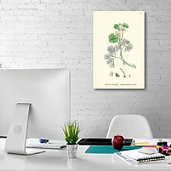 «Ranunculus Heterophyllus. Various Leaved Water-crowfoot.» в интерьере офиса в белом цвете