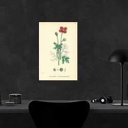 «Papaver Hybridum. Round-prickly-headed Poppy.» в интерьере кабинета в черном цвете