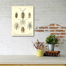 «Lygia oceanica, Porcellio Scaber, Munna Kroyeri» в интерьере кабинета в черном цвете «Lygia oceanica, Porcellio Scaber, Munna Kroyeri» в интерьере кабинета в черном цвете