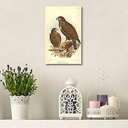 «Buteo Plumipes, Archibuteo Strophiatus 1» в интерьере с кирпичной стеной «Buteo Plumipes, Archibuteo Strophiatus 1» в интерьере с кирпичной стеной
