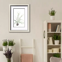 «Half-green Zephyranthes» в интерьере комнаты в стиле прованс с цветами лаванды