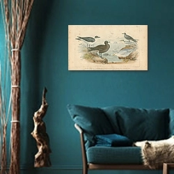 «Black Toed Gull, Richardson's Skua, Glaucous, Gull, Black Tern, Lesser Tern 1» в интерьере бирюзовой комнаты