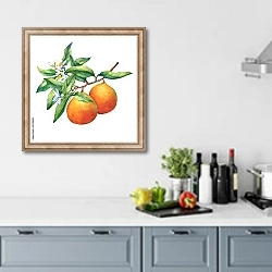 «Свежие цитрусовые апельсины на ветке» в интерьере кухни в голубых тонах