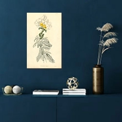 «Calceolaria Rugosa 1» в интерьере синей комнаты