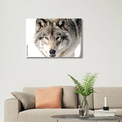 «Серый волк, портрет» в интерьере современной светлой гостиной над диваном