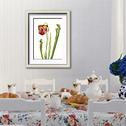 «Кувшинное растение Драммонда. Sarracenia drummondii» в интерьере столовой в стиле прованс над столом