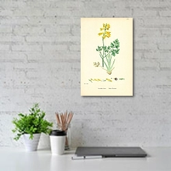 «Corydalis lutea. Yellow Fumitory. 1» в интерьере офиса над столом
