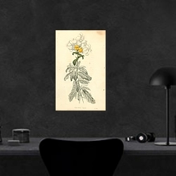 «Calceolaria Rugosa 3» в интерьере кабинета в черном цвете