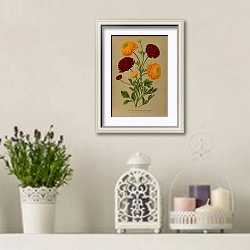 «Африканский ранункулюс. Ранункулюс в двойном тюрбане» в интерьере в стиле прованс с лавандой и свечами