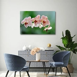 «Орхидея 9» в интерьере современной гостиной над комодом