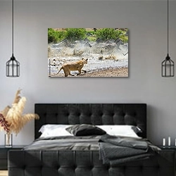 «Львица нападает на зебр. Национальный парк Серенгети, Танзания» в интерьере современной спальни с черной кроватью