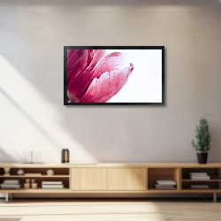 «красный тюльпан на белом фоне крупным планом. Фото бутона» в интерьере 