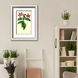 «Ruellia Lilacina» в интерьере комнаты в стиле прованс с цветами лаванды