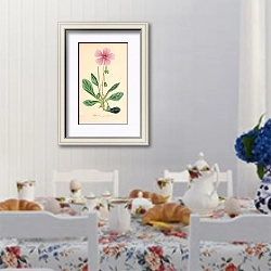 «Galandrina grandiflora» в интерьере столовой в стиле прованс над столом