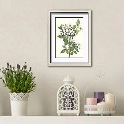 «Высокорослая ежевика. Rubus argutus» в интерьере в стиле прованс с лавандой и свечами