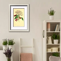 «Adamia versicolor, Gesnera Gardneri» в интерьере комнаты в стиле прованс с цветами лаванды