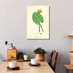 «Nuphar pumila. Least Water Lily» в интерьере кухни в стиле ретро