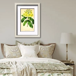 «Luxemburgia Ciliosa» в интерьере спальни в стиле прованс над кроватью