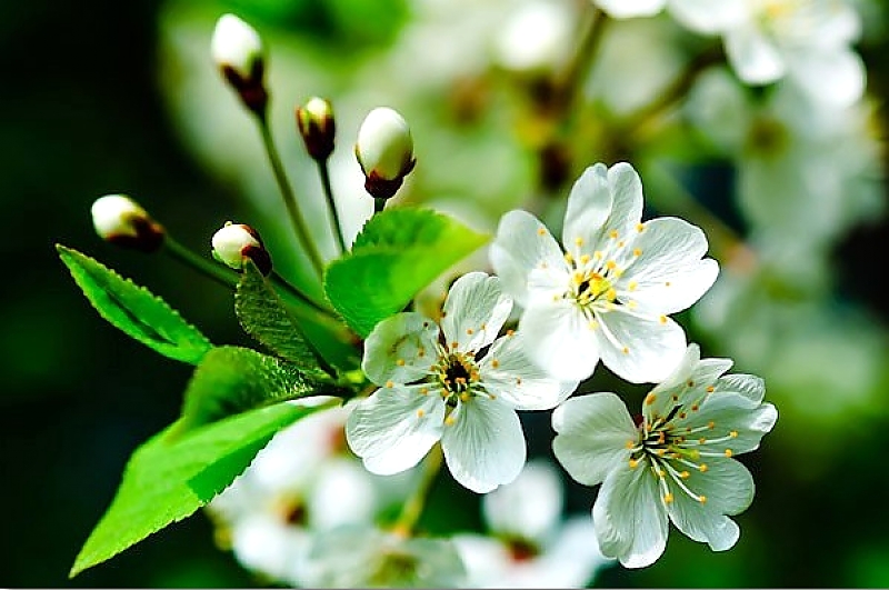 Авторское фото Алексея Зыкина Цветки вишни