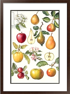 Постеры с фруктами