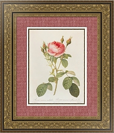 Редуте Rosa Centifolia L. 'Muscosa'