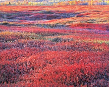 Фотографии Кристофера Беркетта