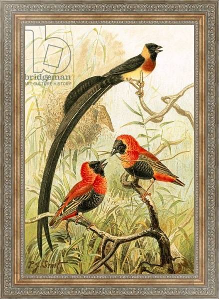 Постер Weaver Birds с типом исполнения На холсте в раме в багетной раме 484.M48.310