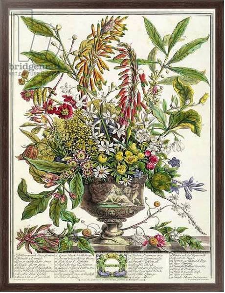Постер January, from `Twelve Months of Flowers', by Robert Furber engraved by Henry Fletcher с типом исполнения На холсте в раме в багетной раме 221-02