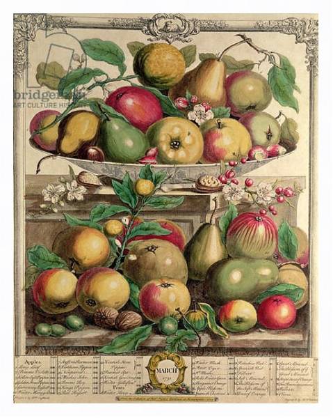 Постер March, from 'Twelve Months of Fruits', by Robert Furber engraved by Henry Fletcher, 1732 с типом исполнения На холсте в раме в багетной раме 221-03