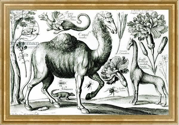 Постер Study of Animals and Flowers, engraved by D. Loggan с типом исполнения На холсте в раме в багетной раме NA033.1.051