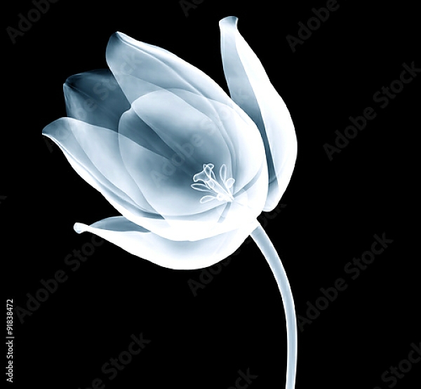 Постер Рентгеновское изображение тюльпана на черном с типом исполнения На холсте без рамы