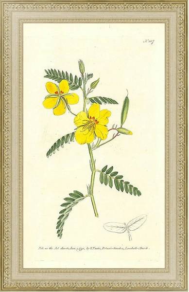 Постер Curtis Ботаника №32 1 с типом исполнения Акварель в раме в багетной раме 484.M48.725