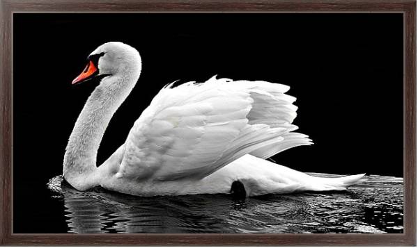 Постер Белый лебедь на черной воде с типом исполнения На холсте в раме в багетной раме 221-02