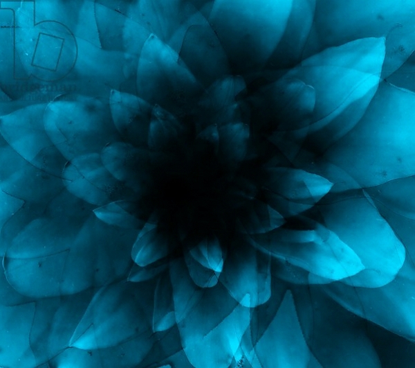 Постер flower blue с типом исполнения На холсте без рамы