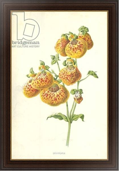 Постер Calceolaria с типом исполнения На холсте в раме в багетной раме 1.023.151
