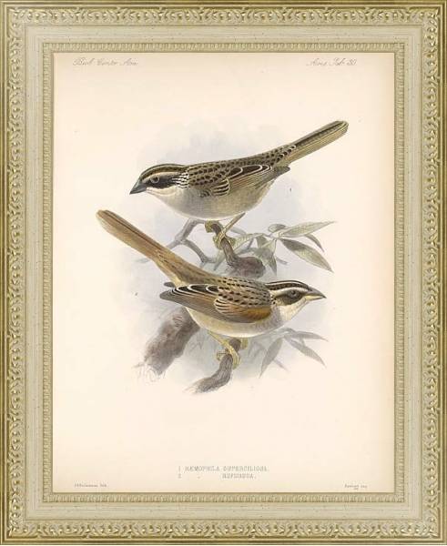 Постер Птицы J. G. Keulemans №32 с типом исполнения Акварель в раме в багетной раме 484.M48.725