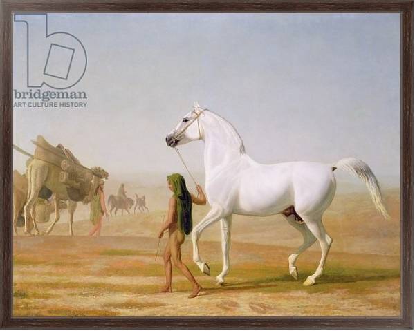 Постер The Wellesley Grey Arabian led through the Desert, c.1810 с типом исполнения На холсте в раме в багетной раме 221-02