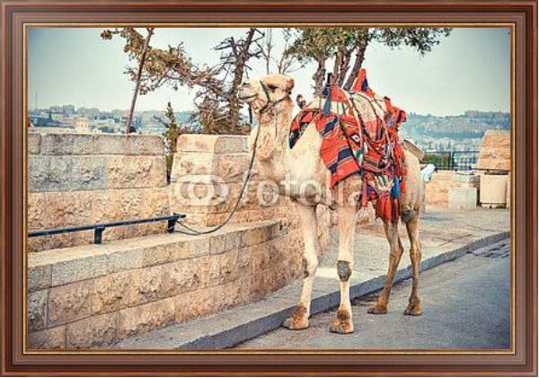 Постер Верблюд на дороге возле Старого города Иерусалима с типом исполнения На холсте в раме в багетной раме 35-M719P-83