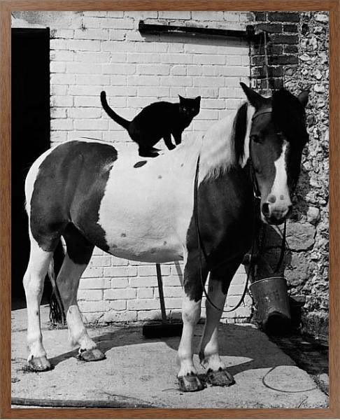 Постер История в черно-белых фото 998 с типом исполнения На холсте в раме в багетной раме 1727.4310