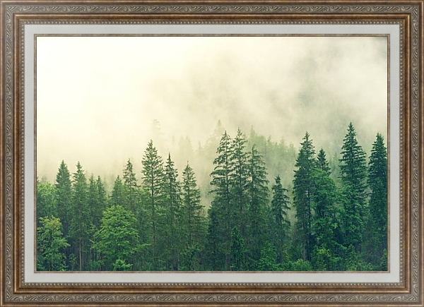 Постер Зеленый лес под дождем с типом исполнения На холсте в раме в багетной раме 595.M52.330