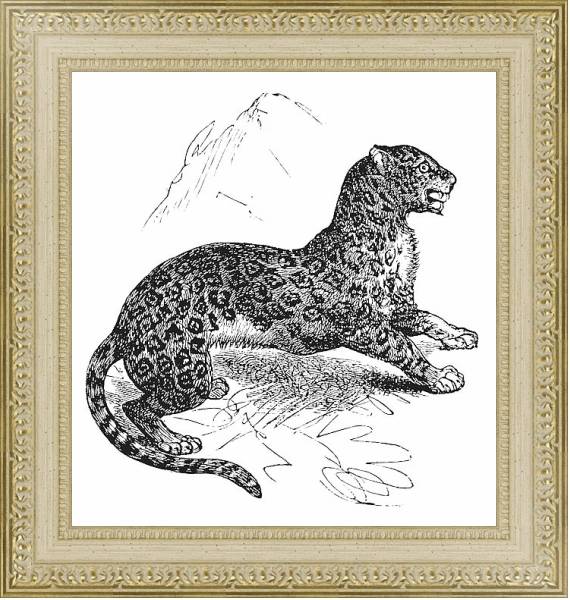 Постер Jaguar or Panthera onca vintage engraving с типом исполнения Акварель в раме в багетной раме 484.M48.725