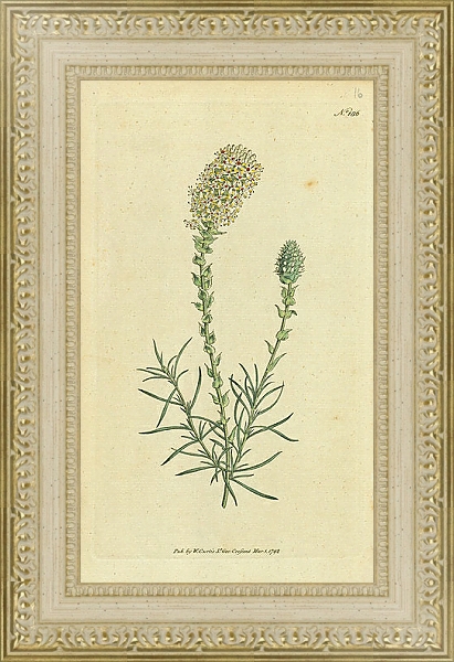 Постер Curtis Ботаника №51 1 с типом исполнения Акварель в раме в багетной раме 484.M48.725