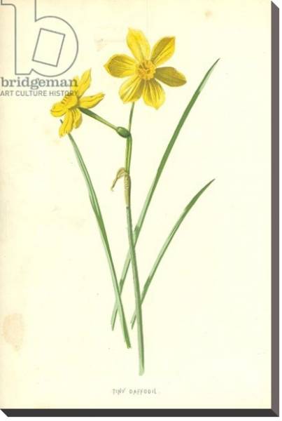 Постер Tiny Daffodil с типом исполнения На холсте без рамы