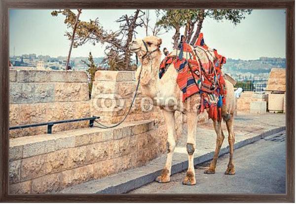 Постер Верблюд на дороге возле Старого города Иерусалима с типом исполнения На холсте в раме в багетной раме 221-02