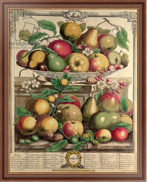 Постер March, from 'Twelve Months of Fruits', by Robert Furber engraved by Henry Fletcher, 1732 с типом исполнения На холсте в раме в багетной раме 35-M719P-83