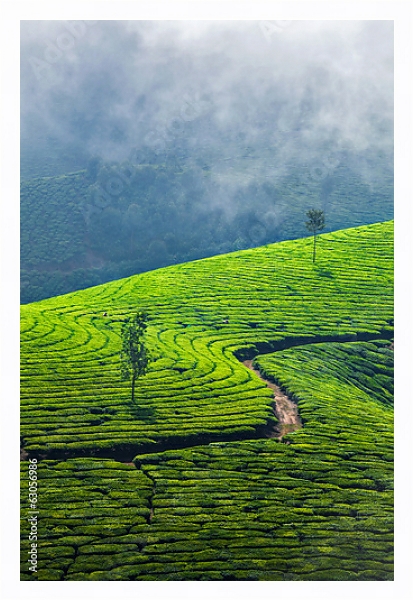 Постер  Зеленые чайные плантации, Муннар, Керала, Индия с типом исполнения На холсте в раме в багетной раме 221-03