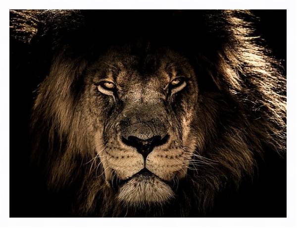 Постер Старый африканский лев с типом исполнения На холсте в раме в багетной раме 221-03