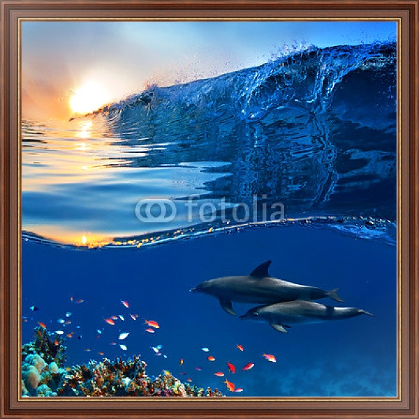 Постер Два дельфина у кораллового рифа с типом исполнения На холсте в раме в багетной раме 35-M719P-83