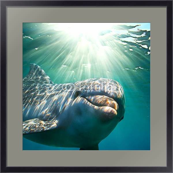 Постер Дельфин под водой с солнечными лучами с типом исполнения Под стеклом в багетной раме 221-01